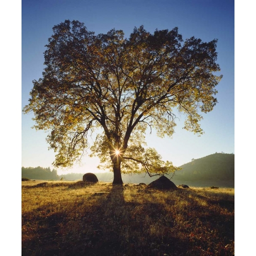 California, San Diego Black Oak Tree in Autumn